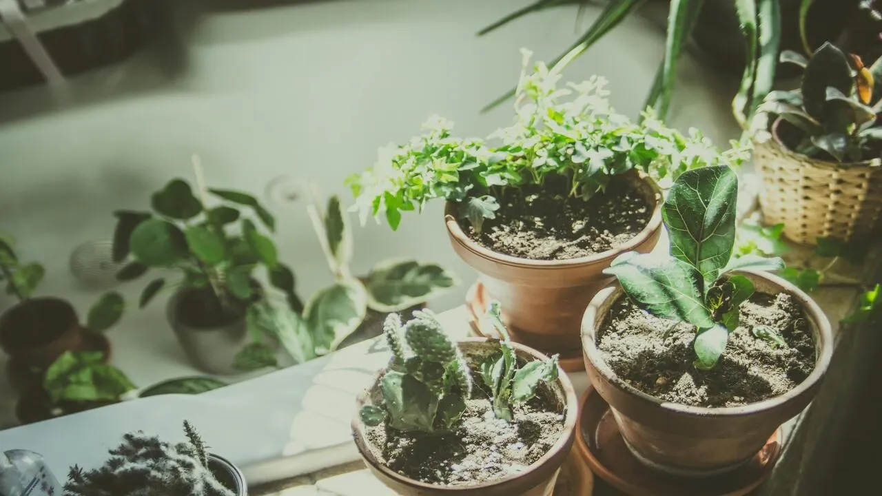 Benefits of Gardening for Seniors